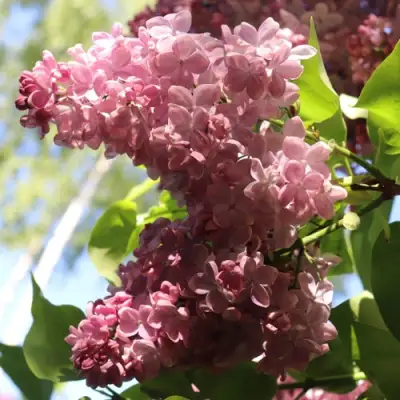 Сирень МЕДОВЫЙ СПАС в Витебске