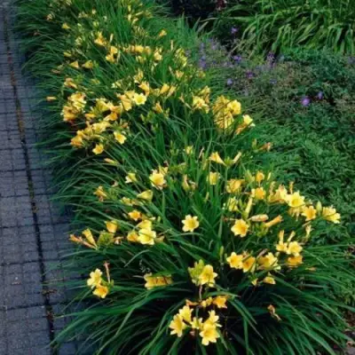 Лилейник СТЕЛЛА ДЕ ОРО гибридный в Витебске