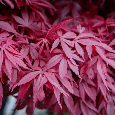 Клен дланевидный АТРОПУРПУРЕУМ в Витебске