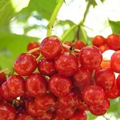 Калина КИЕВСКАЯ САДОВАЯ в Витебске