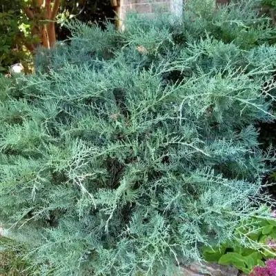 Можжевельник ГРЕЙ ОУЛ виргинский  в Витебске
