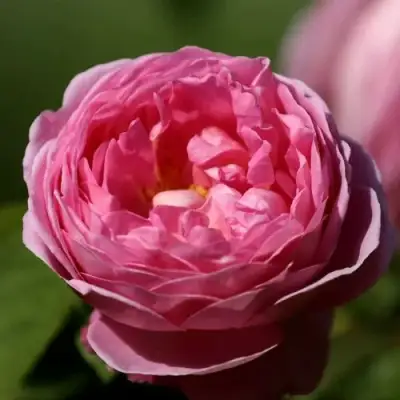 саженцы Прозы инк Экспрешн