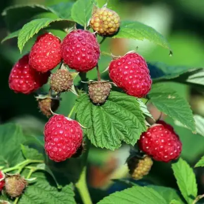 Малиновое дерево СКАЗКА в Витебске