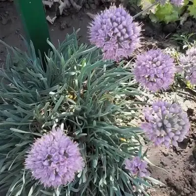 Лук СПИРАЛИС горный в Витебске