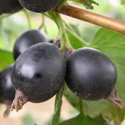 ЙОШТА в Витебске