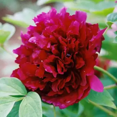 Пион ГАЛАКТИКА травянистый в Витебске