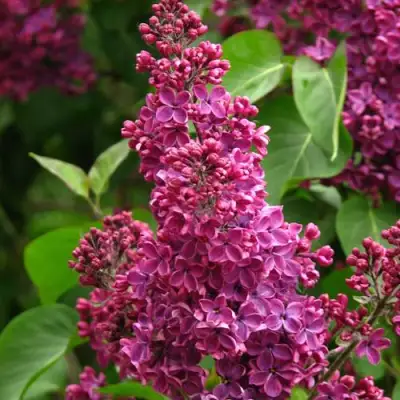 Сирень ЗНАМЯ ЛЕНИНА в Витебске