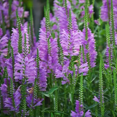 Физостегия РОЗЕЯ виргинская в Витебске