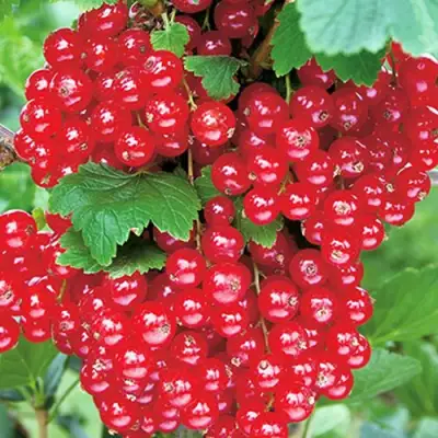 Смородина красная РУДНЕУС в Витебске