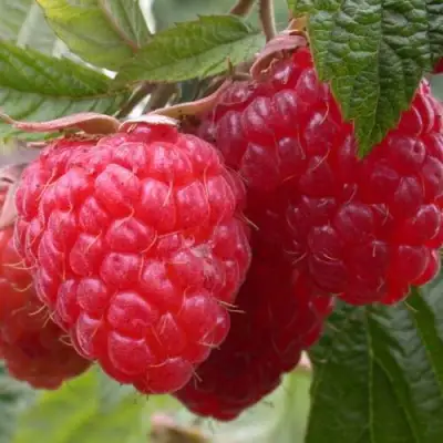 Малина ПИНГВИН в Витебске