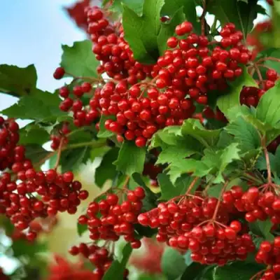 Калина ТАЕЖНЫЕ РУБИНЫ в Витебске