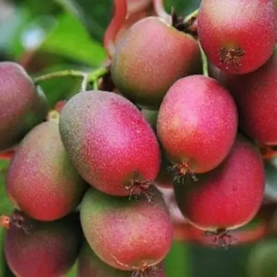 Актинидия ВЕЙКИ аргута в Витебске