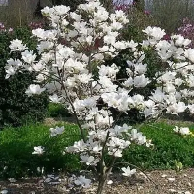 Магнолия АЛЬБА СУПЕРБА в Витебске