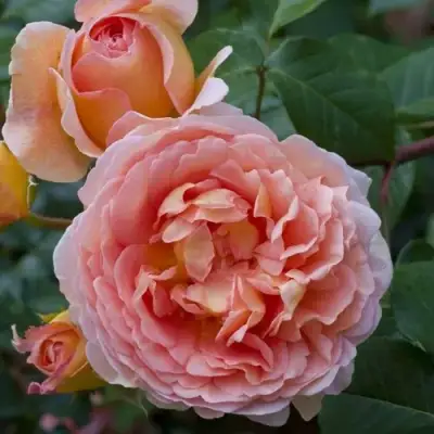 Роза АБРАХАМ ДЕРБИ английская в Витебске