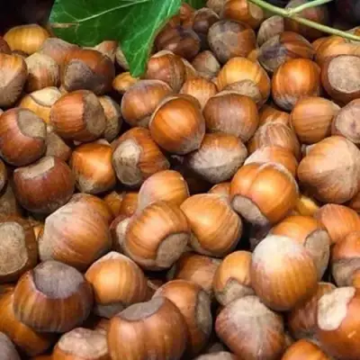 Фундук ТОНДА ДЖИФФОНИ в Витебске