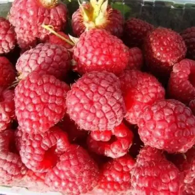 Малина ПОЛЕСЬЕ в Витебске