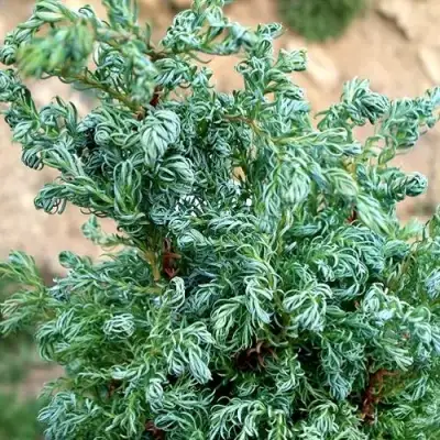 Кипарисовик БЕБИ БЛЮ горохоплодный в Витебске