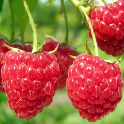 Малина ПИНГВИН в Витебске