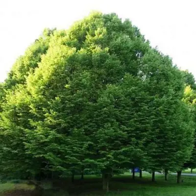 Граб японский в Витебске