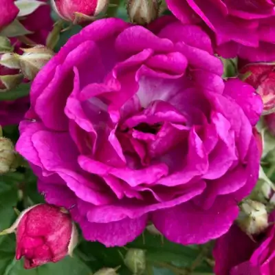 саженцы розы ПЕРПЛ СИЛУЕТТА