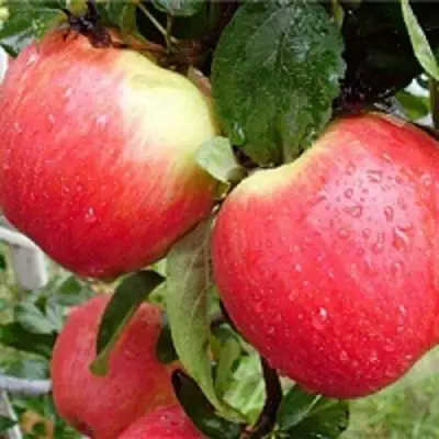 Яблоня ЖЕНЕВА (ЖЕНЕВА ЭРЛИ) в Витебске