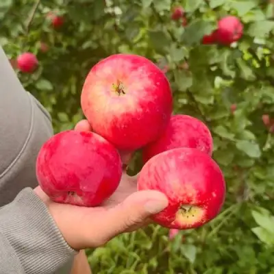 Яблоня АКСЕНА в Витебске