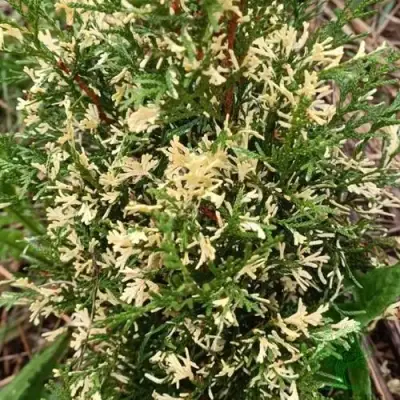 Туя БРАБАНТ ВАРИЕГАТТА западная в Витебске