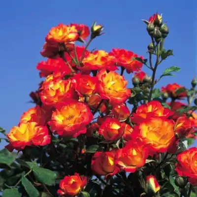 Роза ТАЙФУН спрей в Витебске