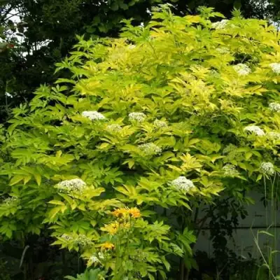 Бузина черная АУРЕА в Витебске