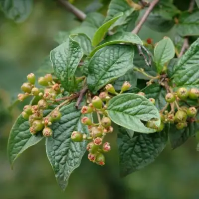 Кизильник пузырчатый в Витебске