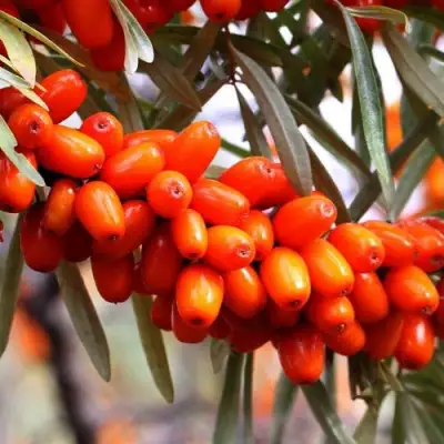 Облепиха ДЖЕМОВАЯ в Витебске