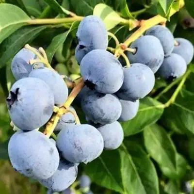 Голубика БЛЮДЖЕЙ в Витебске