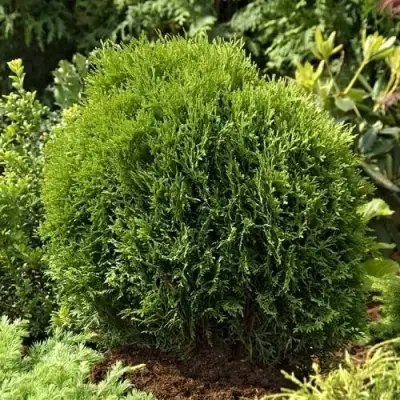 Туя ТИНИ ТИМ западная в Витебске