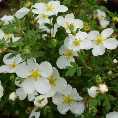 Лапчатка АББОТСВУД кустарниковая в Витебске