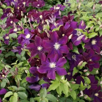 Клематис ГЕРОИ ВАРШАВЫ в Витебске