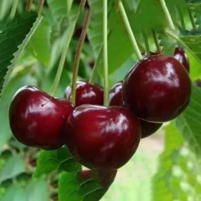 Вишня ЖАДАНА в Витебске