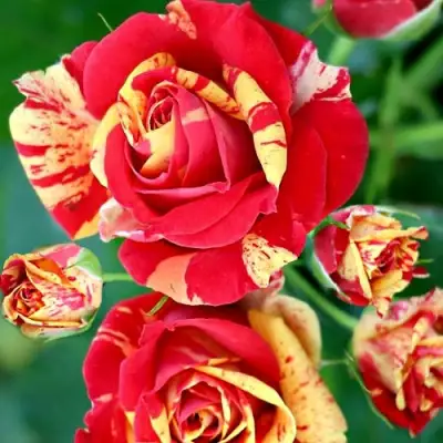 Роза ФАЙЕР ФЛЕШ спрей в Витебске