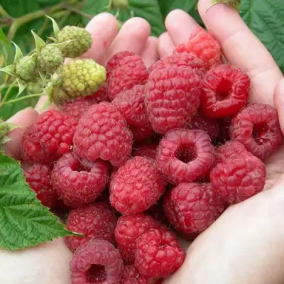 Малина МОЛЛИНГ ДЖУНО в Витебске