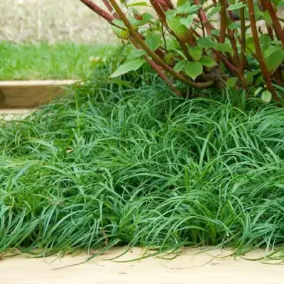 Осока БИТЛЗ в Витебске