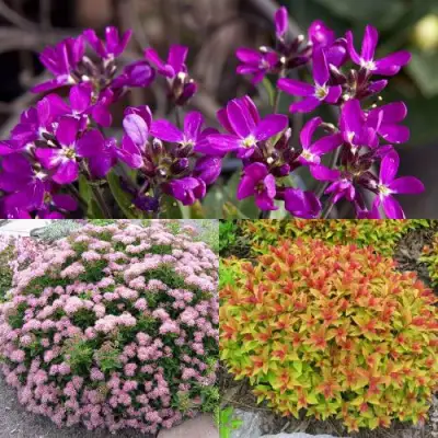 Комплект ЯПОНСКИЙ САД в Витебске