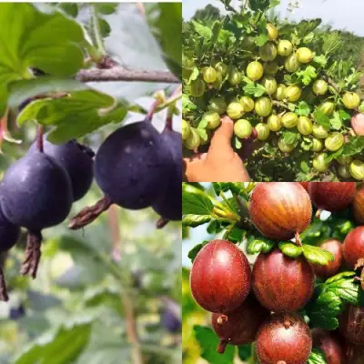 Комплект КРЫЖОВНИК MIX в Витебске