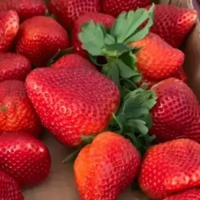 Клубника МОНТЕРЕЙ ремонтантная в Витебске