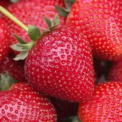 Клубника СЕЛЬВА ремонтантная в Витебске