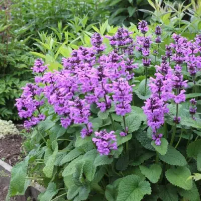 Буквица крупноцветковая в Витебске