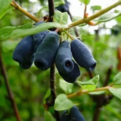 Жимолость съедобная ВОЛХОВА в Витебске