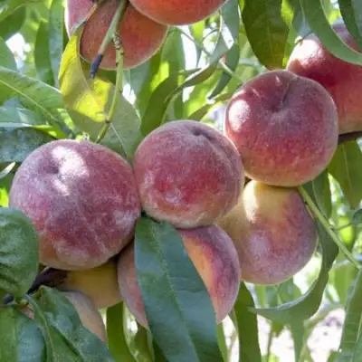 Персик ЗАРМЕНЮ в Витебске