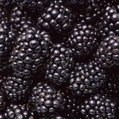 Ежевика ОРКАН бесшипная  в Витебске