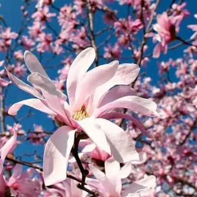 Магнолия РОЗЕЯ в Витебске