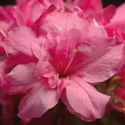 Азалия РОКОКО японская в Витебске