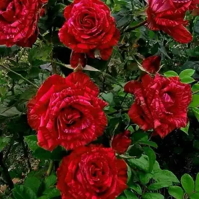 Роза РЕД ИНТУИШН чайно-гибридная в Витебске